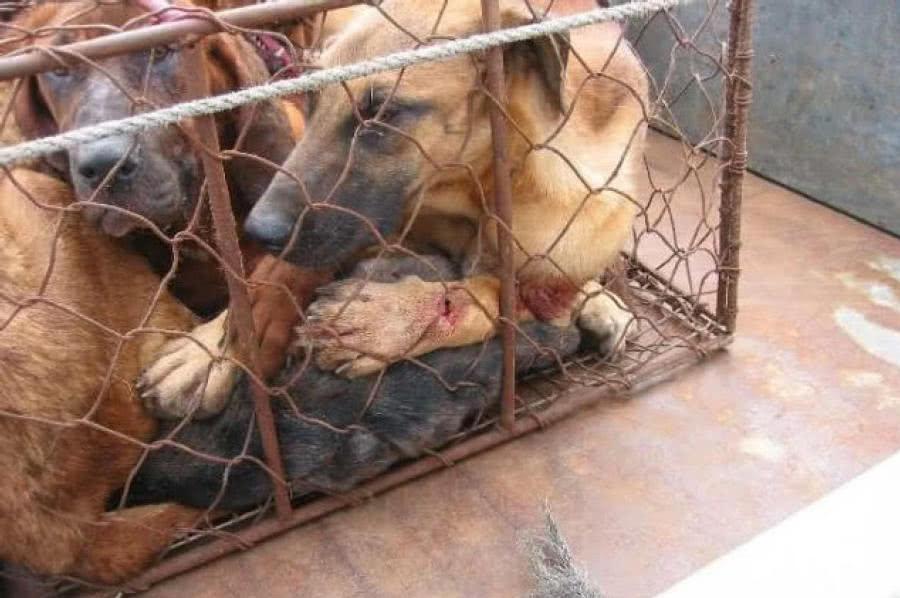 狗狗被倒挂在木棍上, 狗贩子街头叫卖狗肉, 路上行人却习以为常!