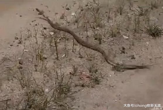 龟蛇大战, 凶猛的乌龟遇上剧毒的毒蛇, 到底谁才是最后的赢家