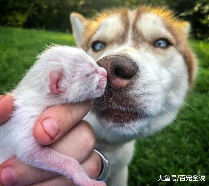 哈士奇不是二哈, 它在森林里救了7只垂死小猫, 成为它们的新妈妈