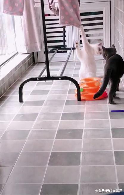 布偶猫被钩住了爪子, 蓝猫上来就是一顿乱亲, 网友: 趁猫之危啊!