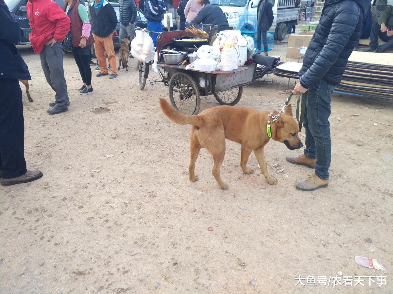 大黄狗无人问津, 商贩直言“卖不掉就拿去卖给肉狗贩子了! ”