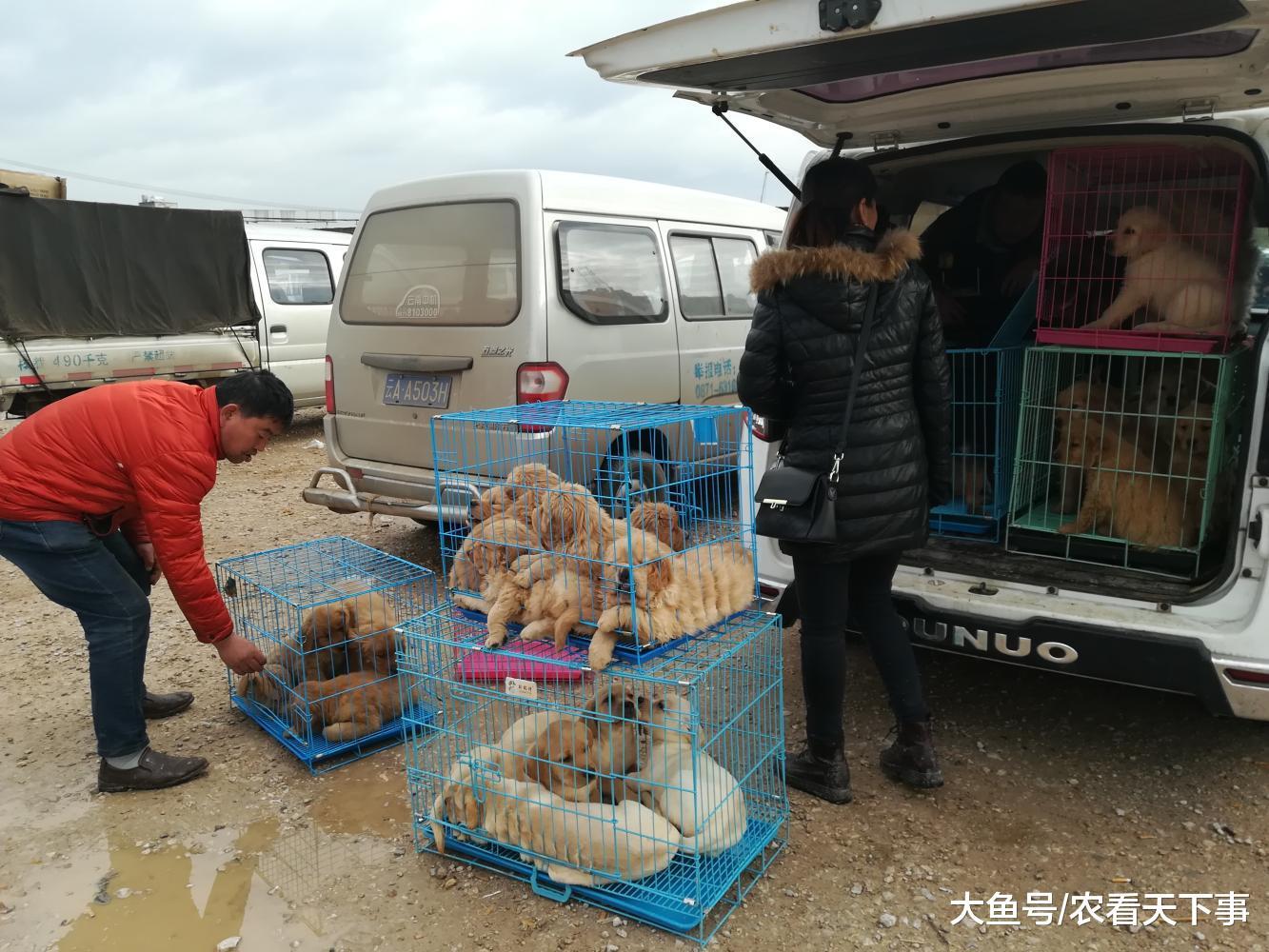 狗市: 拉布拉多和金毛, 800元一只, 品相好被人全部预订!