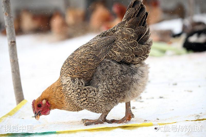 如何给蛋鸡注射疫苗? 快看看有没有疏忽这些大问题