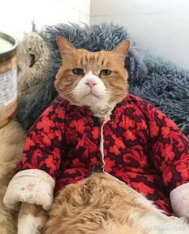 橘猫被奶奶穿上大红碎花棉袄, 主人看后笑喷: 真像地主家的傻儿子