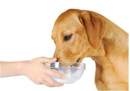 狗狗呕吐黄沫子怎么办?