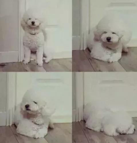 看监控里狗狗的样子看哭了, 可到家后...这演技不错啊!