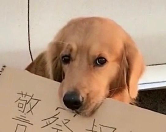 金毛: 警察叔叔别贴条, 我主人马上回来