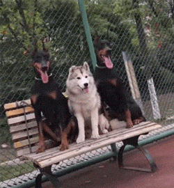 忠诚狗狗大盘点! 以下这6种狗狗, 可以拿命回报你!