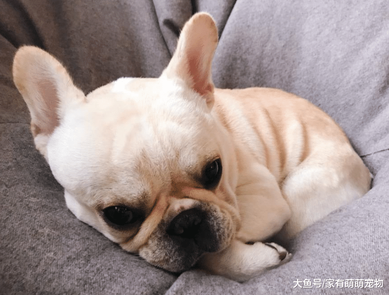 非常适合家养的5种狗狗, 不仅可爱, 还是全家人最好的伴侣!