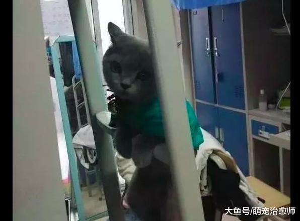 阿姨突击检查宿舍, 结果发现一只猫咪正想躲起来, 表情很委屈了!