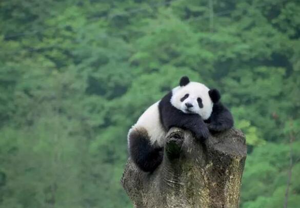 王思聪为博红颜一笑, 养了只大熊猫送女友, 网友: 有钱任性