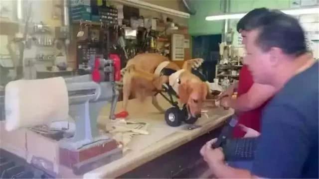 金毛前腿残疾似霸王龙, 主人坚持为爱犬治疗, 努力帮它学会行走!
