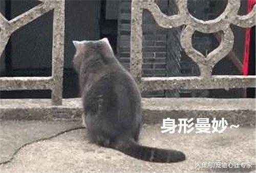 发现隔壁家房顶上有只猫, 草率地开口招呼, 这货掉头后直呼打扰了