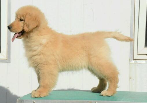 金毛犬成长阶段有哪些常见疾病