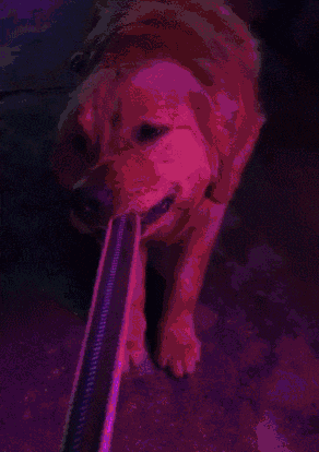 它追了主人整整20条街, “你怎么忍心抛下我…”