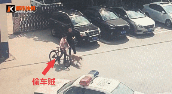 同样进了警局, 阿拉斯加和金毛的结局却大不相同.