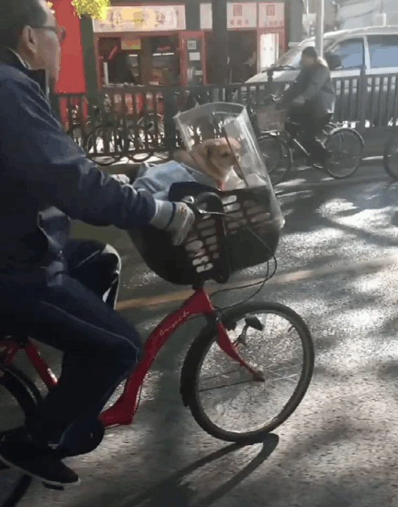 大爷在轮椅上慢悠悠抽烟, 大黄狗推着主人遛弯, 网友: 懂事狗狗…