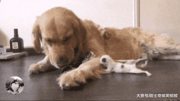 金毛的孩子因故夭折, 它却捡了窝小奶猫, 主人: 只能安慰它