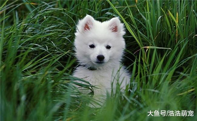 有五件事对狗狗很重要, 除了陪伴和食物, 你还知道几个?