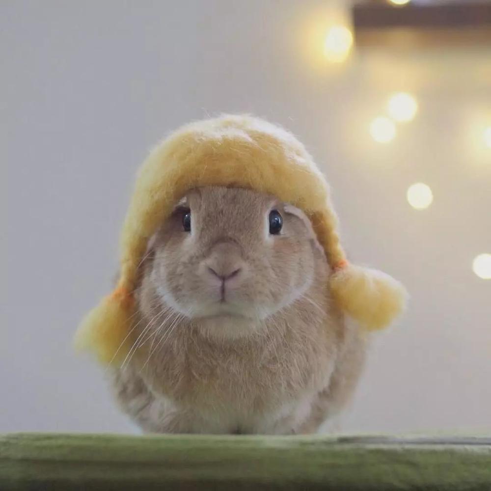 承认吧, 你还没有这只兔兔的头发多