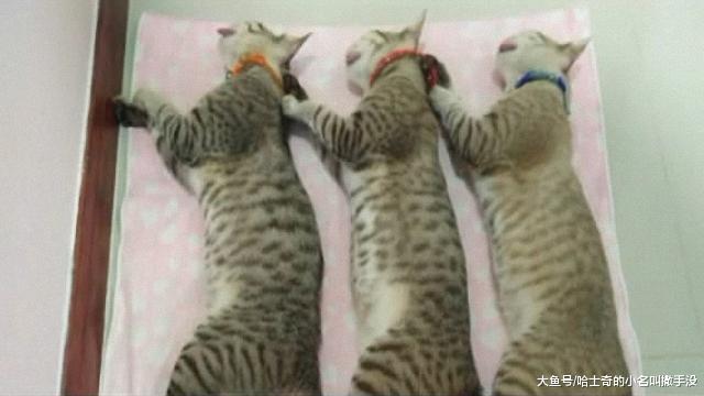 主人带着自家的三只猫一起去割蛋, 这就是所谓的有福同享有难同当