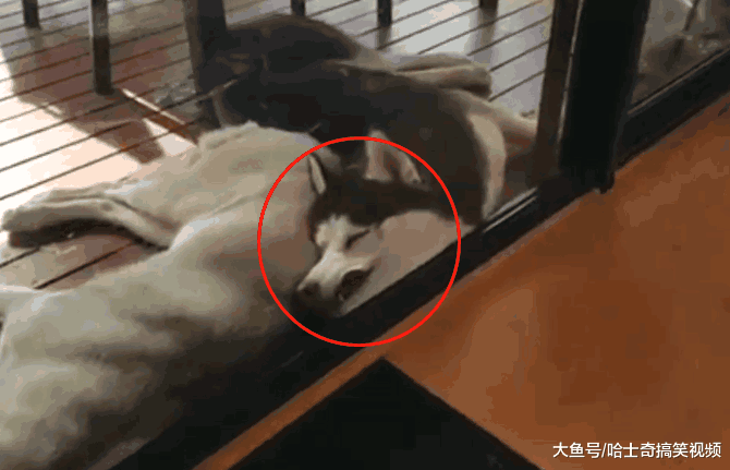 主人回家看到二哈睡姿, 结果笑翻了, 网友: 还会害羞呢?