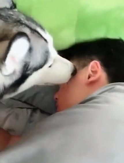 哈士奇亲完女主人的脚又去亲男主人的脸, 网友: 这只二哈很纯!