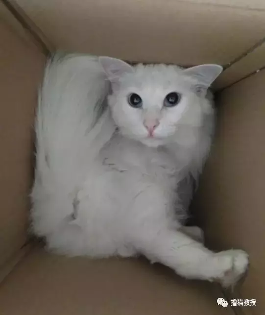 猫窝, 是对喵星人灵魂的侮辱