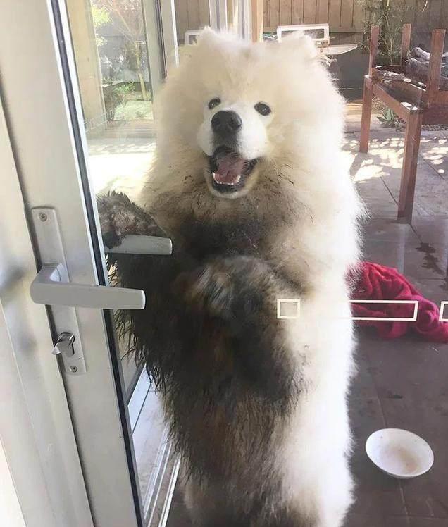 朋友, 千万不要被“坑”了, 萨摩耶可不是微笑天使!