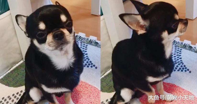 乱尿尿被凶, 汪扮成受虐儿全身颤抖伸出手讨握, 模样可爱又可怜