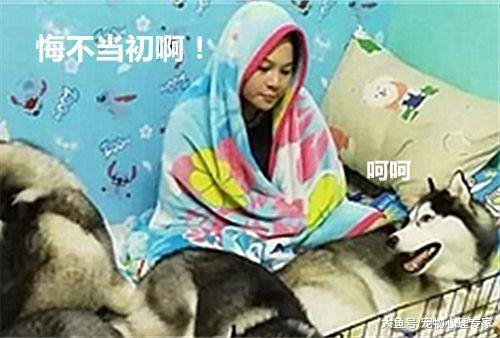 当初一时冲动留下6只小奶狗, 如今却让自己生无可恋, 有后悔药吗