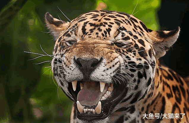 被誉为“死神”的猫科动物: 其他大猫捕猎时先要参考其食谱