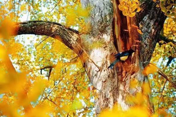 棚改, 帮助三四线城市去库存, 还拉动和房地产相关行业的发展