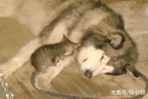 10岁阿拉“老来得子”视若珍宝, 为保护孩子甚至敢于和恶犬拼命