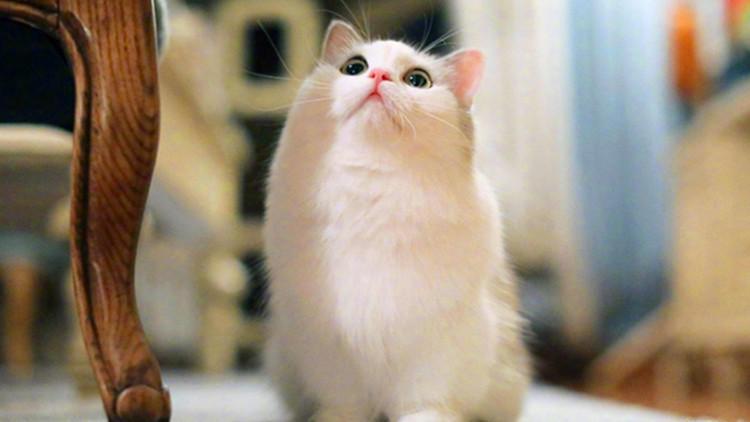 购买猫咪的防骗指南, 新手铲屎官需注意