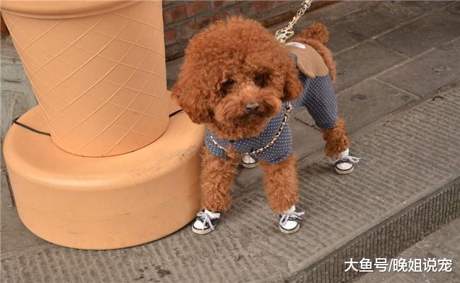 如果你想养泰迪, 最好是养一只母泰迪, 原因有4个