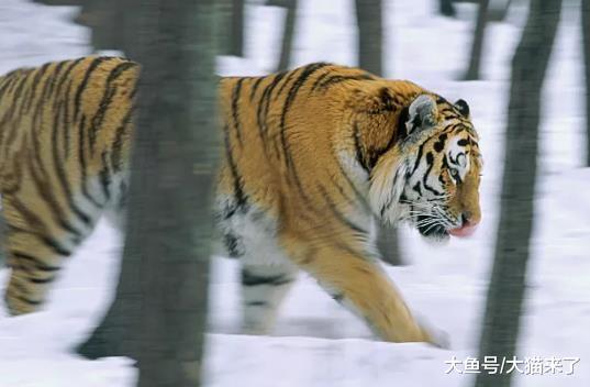 东北虎为什么喜欢捕食狗? 狗: 这都怪狼