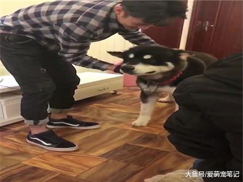 阿拉斯加在外面被其他家狗欺负, 哭着跑回家, 网友: 全网最怂的狗