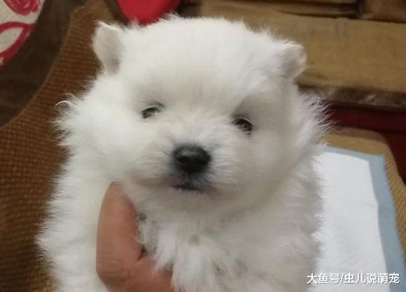 刚出生一个月的博美, 网友: 这么可爱, 送我一只吧!