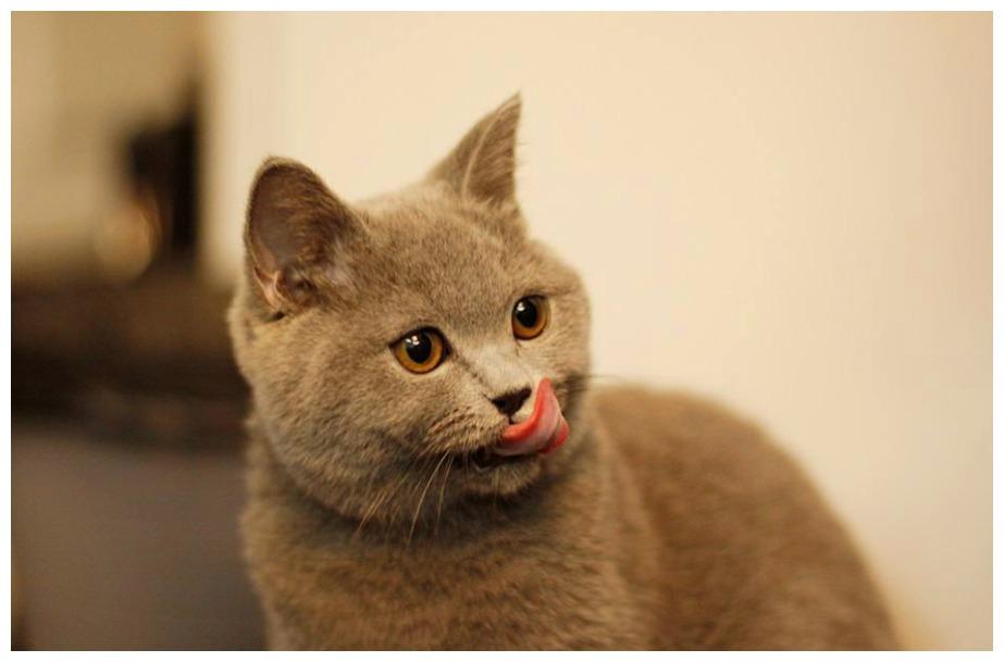 主人养猫本着“你喜欢就好”原则, 给猫咪做选择题, 这题陷阱很深