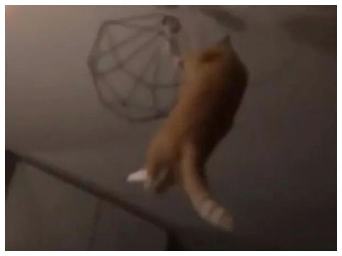 主人半夜从客厅听到怪响, 只见猫咪吊在半空: 大爷, 你晨练真早!