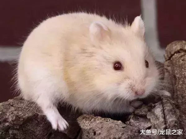 一文带你走进仓鼠世界: 仓鼠种类之坎贝尔仓鼠