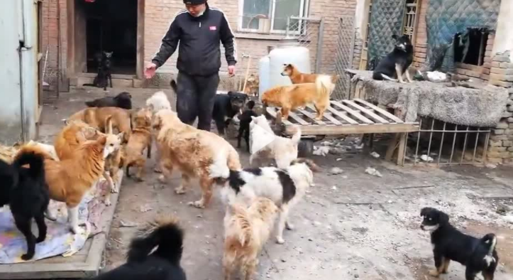 第二站, 河北石家庄, 200多条流浪狗, 5000多斤粮食