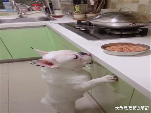 法斗为了吃灶台上的狗粮, 舌头都不听使唤了, 狗: 腿到用时方恨短