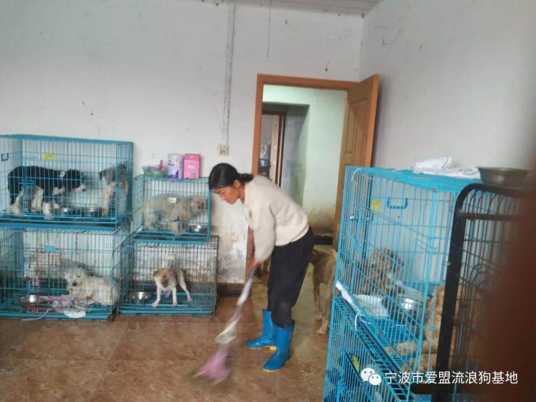 寒风已至, 为爱盟基地的毛孩子们募粮过冬