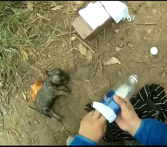 小狗溺水昏迷, 善良男子选择这么做, 最后让人暖心