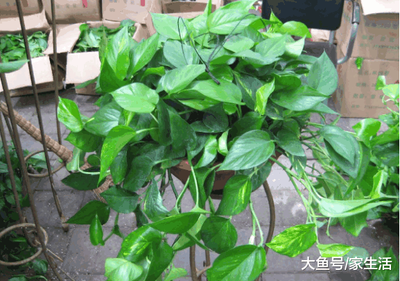 养绿植万万别养绿萝吊兰了, 聪明人都养此花, 扔土里四季都开花