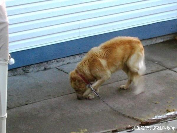 邻居在隔壁围篱中看见令人超愤怒的景象, 于是决定亲手结束这「数个月的冤狱」!