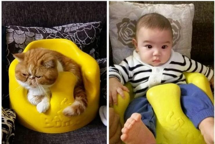 猫哥一旁照顾肠胃炎的4岁弟弟睡觉, 妈感动: 和毛孩一起生活很棒