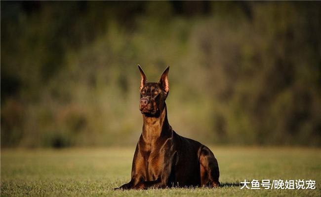 想养杜宾犬? 看完他的五个缺点后, 你还想养吗?